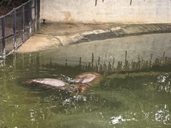 -泉州海丝野生动物世界