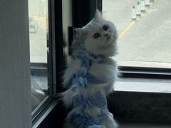 -米苏动物医院·犬猫专科·骨科外科内窥镜