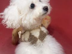 -和它·交个朋友·狗咖猫咖(爱琴海店)