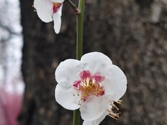 -洛阳市隋唐城遗址植物园