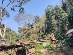 -西双版纳原始森林公园