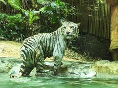 -广州长隆野生动物世界