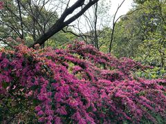 -南山植物园