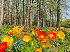 -上海共青森林公园