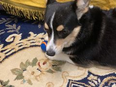 -派多格宠物·购宠(靛厂路店)