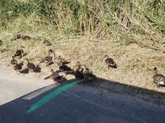 -盐城丹顶鹤湿地生态旅游区