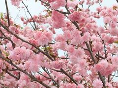 -天适樱花悠乐园