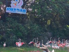 -广州长隆飞鸟乐园