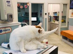 -纳吉亚猫专科动物医院·北北分院