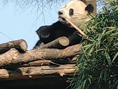 -武汉动物园