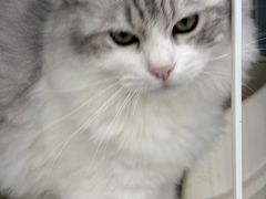 -翊宠yipet猫狗购宠庄园犬舍•猫舍