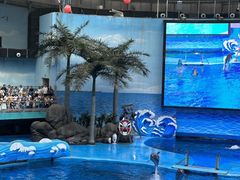 -海合安成都极地海洋公园