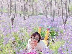 -苏家坨柳林村二月兰花海