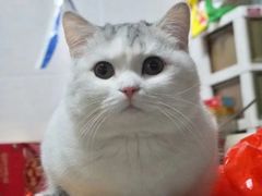 -Bastet sally猫舍购宠(静安店)