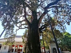 -黄帝陵