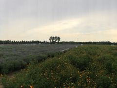 -北京东方普罗旺斯薰衣草庄园