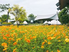 -大湾区中央湿地公园