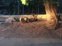 -清迈夜间动物园