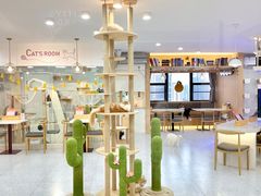 大堂-喵园·猫主题咖啡厅·撸猫·猫咖(国贸店)
