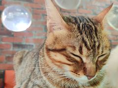 -豆逗聊愈猫阁Easy Life