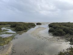 -北海金海湾红树林生态旅游区