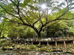 -广州市石门国家森林公园