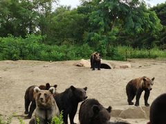 -沈阳森林动物园