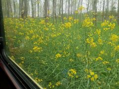 -合肥滨湖国家森林公园