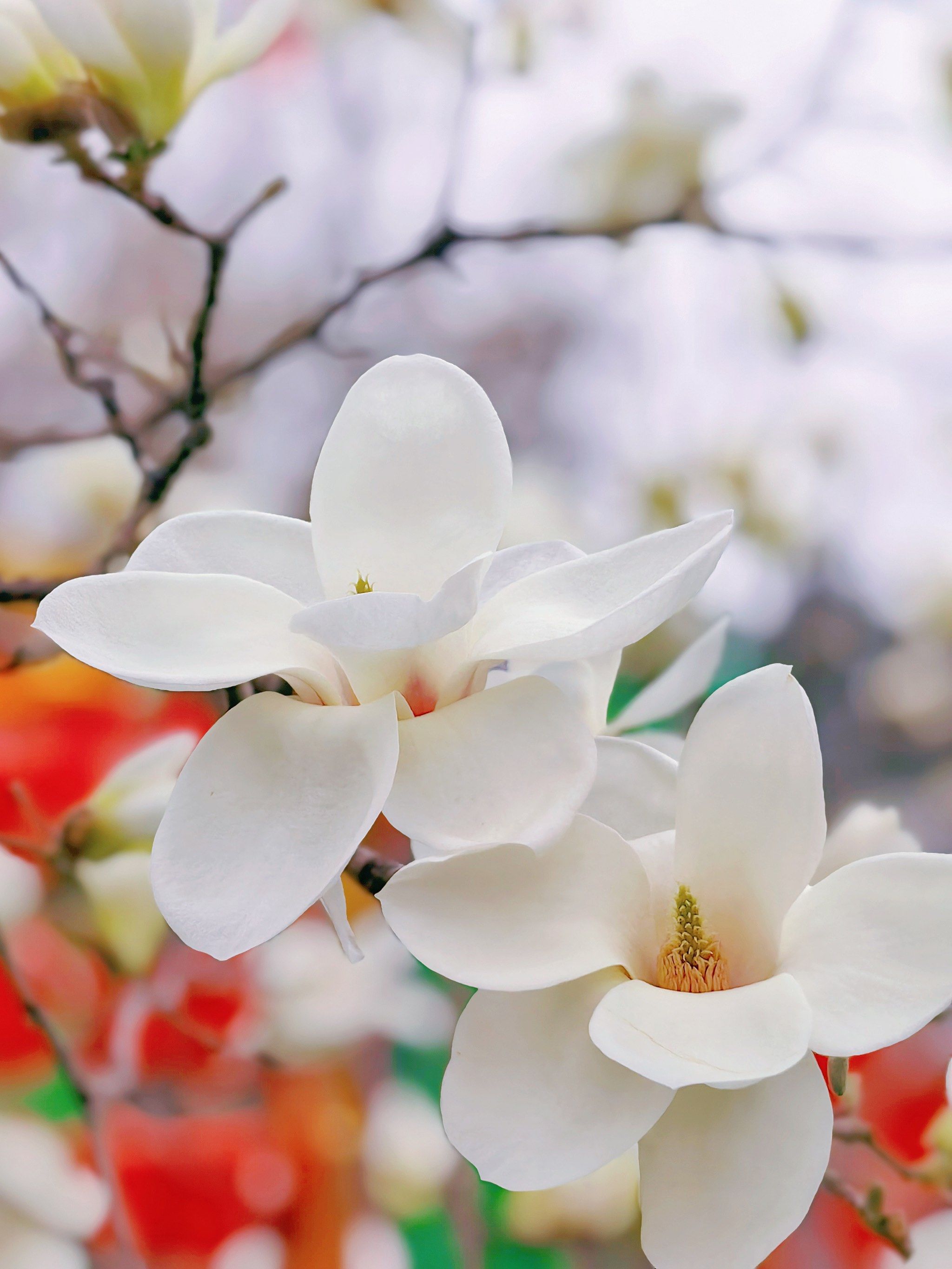 n
☘️赏花地点
     离南门不远红灯笼走廊处,有几棵白玉兰