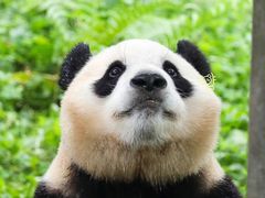 -卧龙中华大熊猫苑神树坪基地