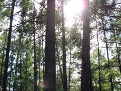 -北极村旅游风景区