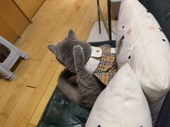 -猫大福·Fortune Cat猫舍(百子湾店)