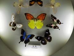 -上海大自然野生昆虫馆(东方明珠·爬宠昆虫探索中心)