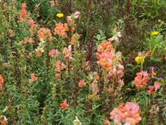 -铁山坪森林公园