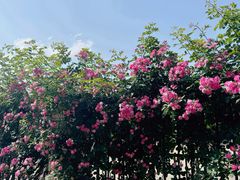 -上海长兴岛郊野公园