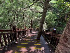 -汤旺河林海奇石景区