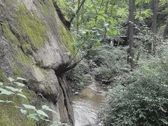 -大岭沟猕猴桃谷风景区