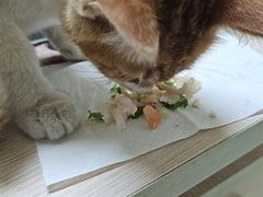 -瑞派福兴宠物医院犬猫全科·骨科·中西医结合(河东店)