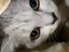 -伟伟宠物医院·CT影像中心·瑞派犬猫综合性门诊(汉口总院)