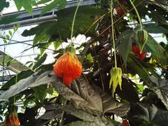 -南宫五洲植物乐园