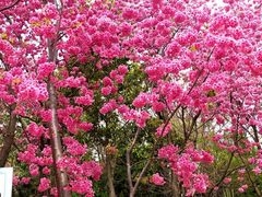 -洛龙公园