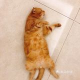 4年前家人在宠物店看到它，说是原来的家庭不能再养猫
