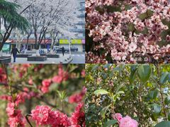 -杭州植物园