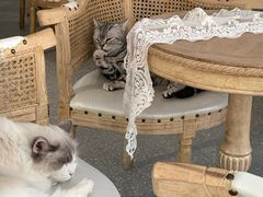 -共舞时光猫咖·狗咖(新街口店)