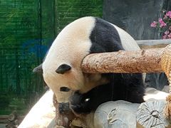 -灵玲国际马戏城