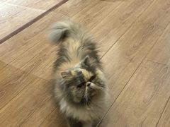 -有猫主题·治愈系猫咖(曾厝垵店)