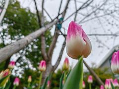 -顾村公园