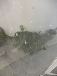 -上海交通大学医学院附属上海儿童医学中心(陆家嘴总院区)