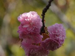 -高东镇樱花园