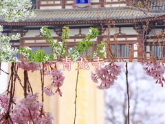 -西安青龙寺遗址景区